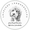 Loveland Labradoodle parent dog