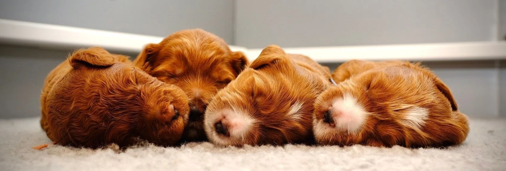 Labradoodle puppies